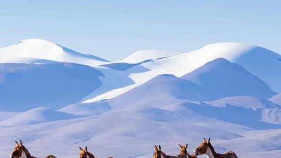 可可西里自然保護區一日遊【包車團】