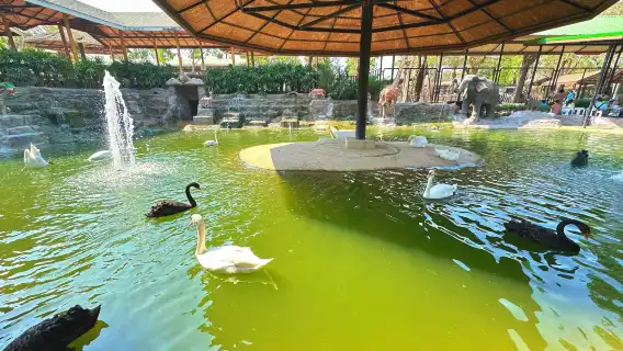 大城獅子王動物園一日遊【可選長頸鹿合影/水豚/遛老虎拍照】