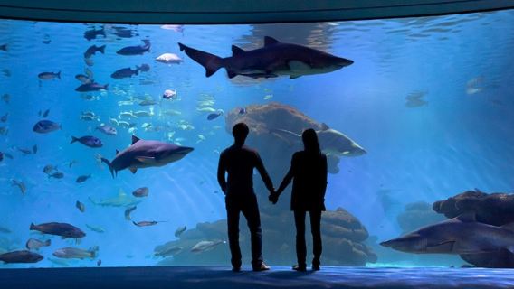 Palma Aquarium: Admission Ticket + Transfer from East Zone