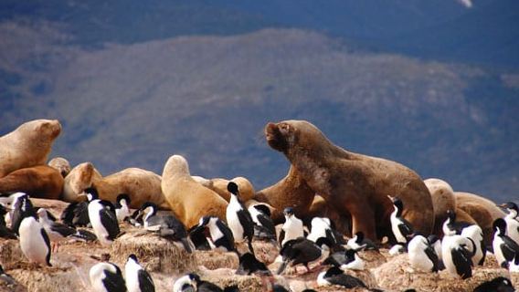 Depuis Ushuaia : excursion d'observation des pingouins en catamaran