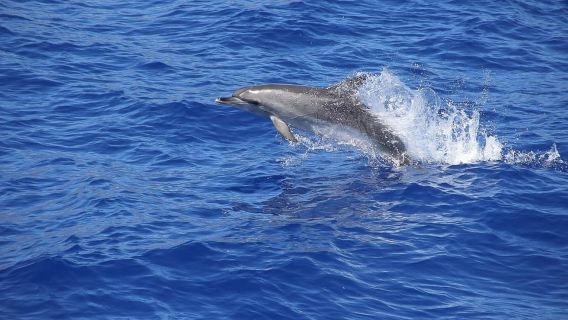 マデイラ島：カタマラン船で行くフンシャル サンセット ツアー