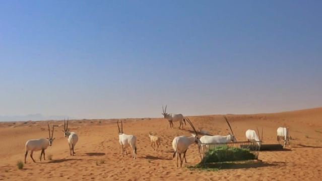Dubái: Safari en jeep por el desierto al amanecer con experiencia en vida silvestre