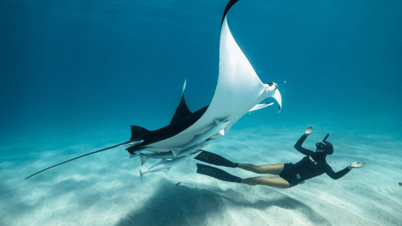 Insel Nusa Penida: Schnorcheltour am Manta Point und Westküstentour