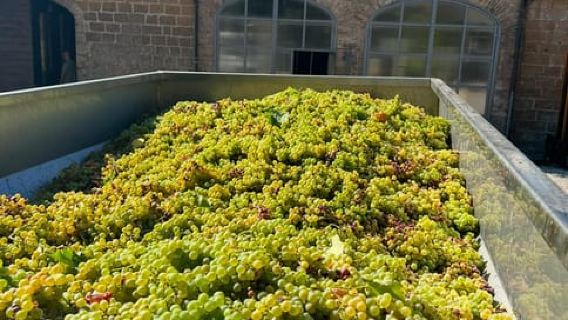 Orvieto: Wine Tour 5 minutes from the historic center