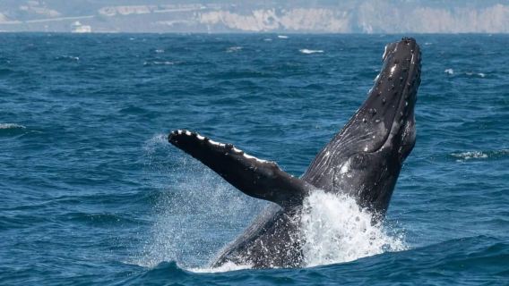 Dana Point: Whale and Dolphin Watching Tour