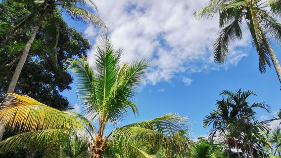 Xishuangbanna Tropical Botanical Garden + Xishuangbanna Dai Garden private charter 1-day tour