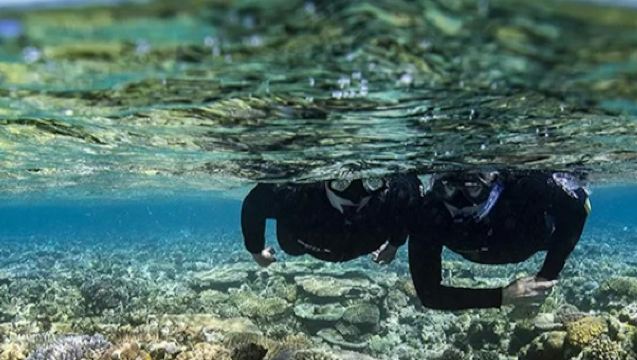 Grande Barrière de Corail & Plage de Whitehaven : Excursion Guidée avec Snorkeling