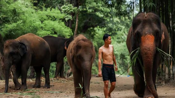 CHIANG MAI KERCHOR Elephant and MAKKHA Spa with lunch and transfer