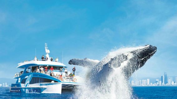 Crucero de avistamiento de ballenas en Gold Coast