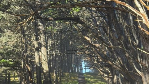 美國洛杉磯出發--舊金山結束-1號公路--包車-精選