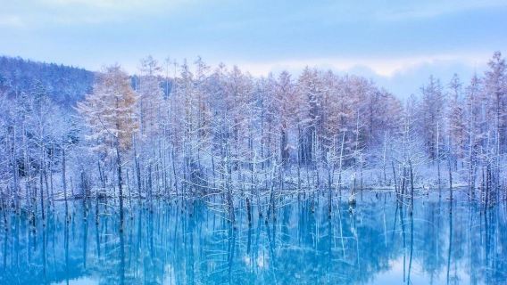 Hokkaido Winter Day Tour from Sapporo: Asahiyama Zoo(Admission Included), Biei Blue Pond, Shirahige Falls & Ningle Terrace