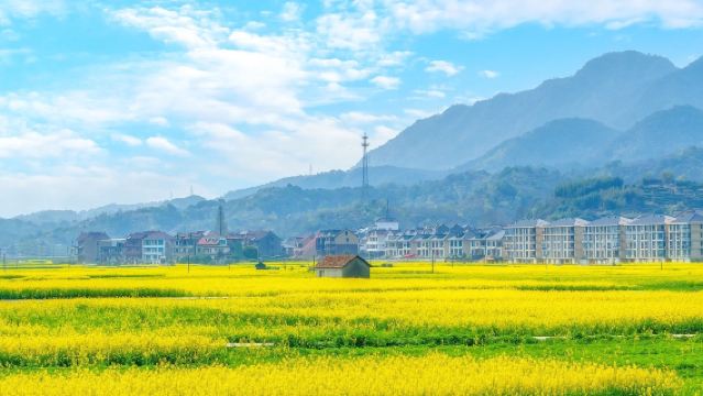 Lawatan sehari ke Lembah Sakura Xinfeng Shaoguan + Lautan Bunga Rape Pokok Kuno Xiutian [Lawatan sewa peribadi dengan pengangkutan dari rumah]