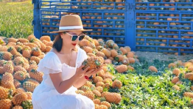 Musim Nanas · Lawatan Sehari di Zhanjiang Kaunti Xuwen: Laut Nanas + Kampung Antartika + Garisan Heshuixian + Ladang Garam + Menara Lampu