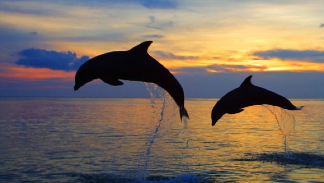 Avistamiento de delfines al amanecer y experiencia de natación en Lovina, Bali