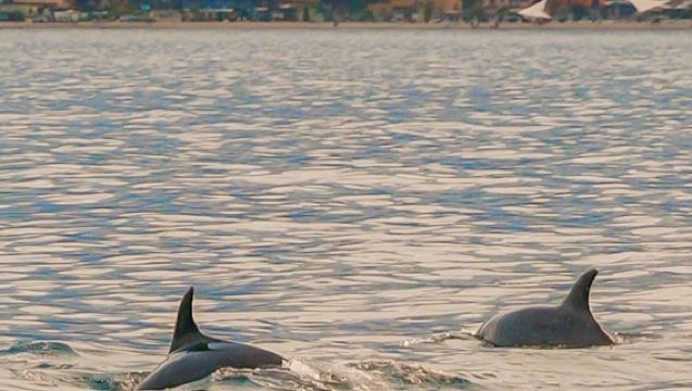 Taormina: Sonnenuntergang-Delfintour + Aperitif