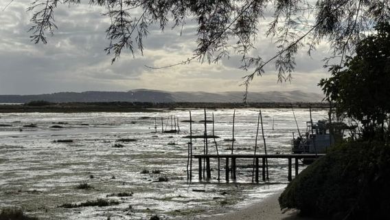Bay of Arcachon: Guided Food Tour