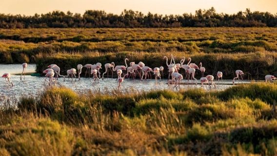 From Montpellier: Visit of Camargue and Aigues-Mortes