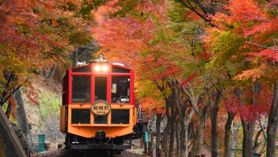 【出団保証】嵐山ディープワンデーツアー｜嵐山トロッコ列車+保津川下り+竹林散策