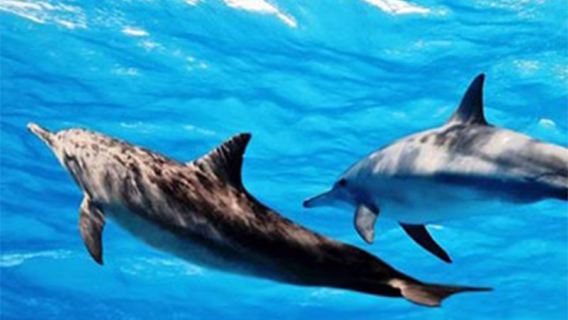 Однодневный групповой тур на лодке для наблюдения за китами и дельфинами на Маврикии