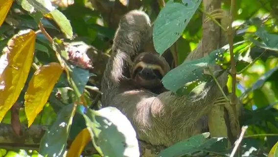 Guided Tour in Manuel Antonio National Park!