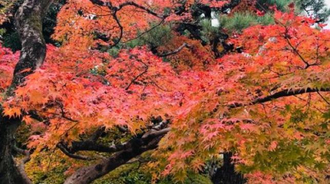 日本京都-瑠璃光院-三千院-貴船神社-嵐山-熱門景點一網打盡