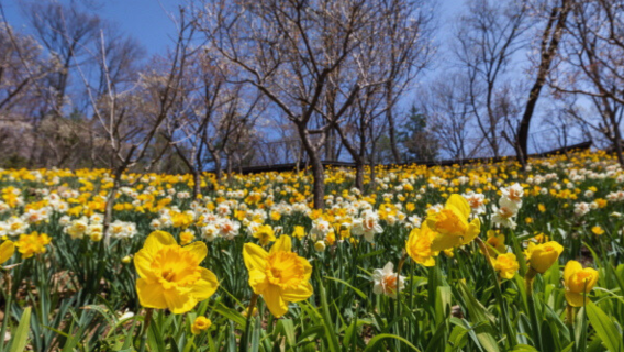 Korean Folk Village one-day tour |Hwadam Forest x Gonjiam LUGE Luge Slope x Folk Village