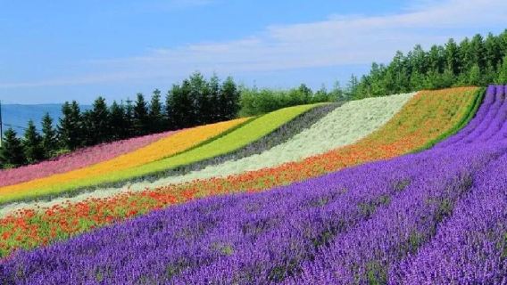 日本北海道森林精靈陽台一日遊/行程可調-可客製多日遊