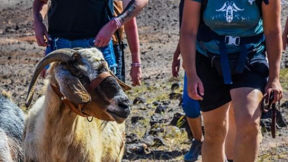 Fuerteventura: Guided Trekking Tour with Island Goats