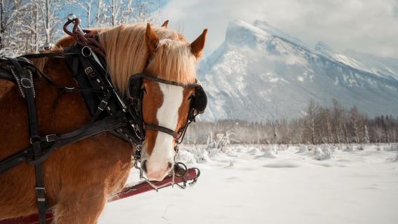 Banff: Paseo en trineo tirado por caballos para toda la familia