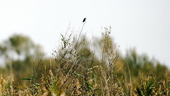 Skutarisee: Vogelbeobachtungs- und Fototour am frühen Morgen