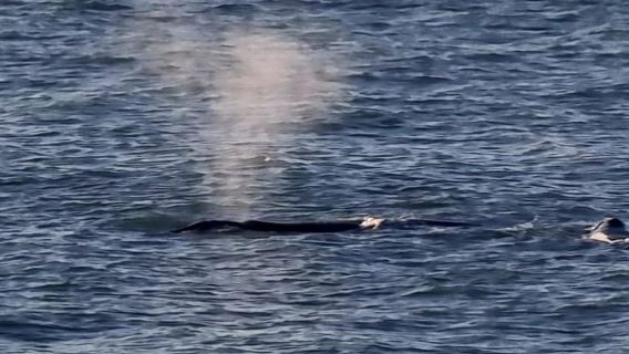 Hermanus: Whale Watching Tour