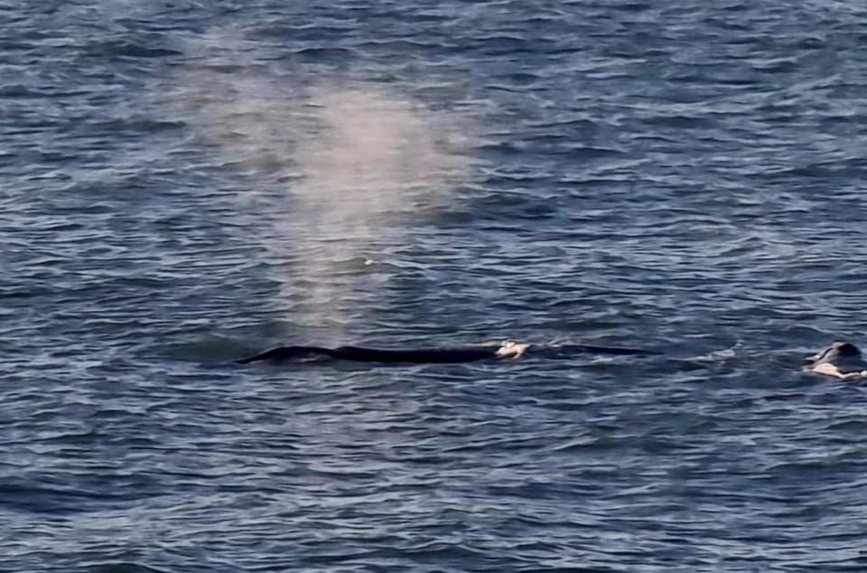 Hermanus: Whale Watching Tour