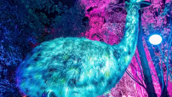 Queenstown: passeggiata sensoriale notturna stravagante al LUMA Enchanted