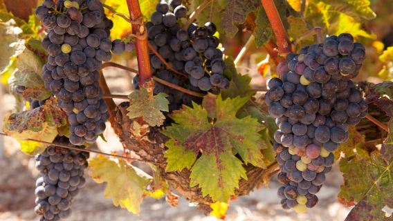 From Atlanta: Half-Day or Full-Day Wine Country Tasting Trip