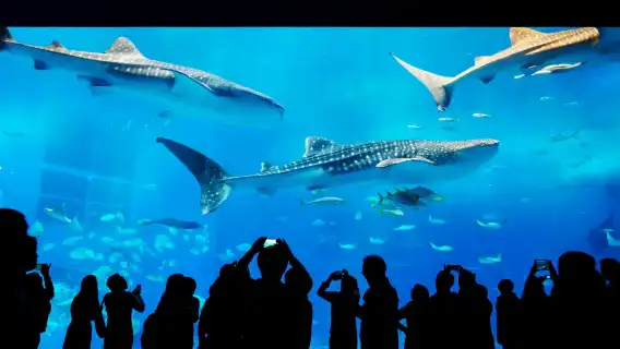沖繩北部一日遊|美麗海水族館・萬座毛・古宇利島・備瀨福木林道