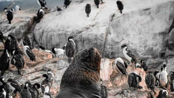 阿根廷烏蘇懷亞比格爾海峽+火地島國家公園【司機+中文導遊】