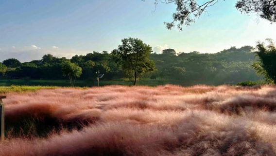 中山一日遊【瞻園+孫中山故居+崖口村+孫文西路+石岐乳鴿】