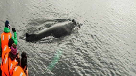 Lawatan sehari ke Cape Froward untuk melihat glasier dan ikan paus di Punta Arenas, Chile bed