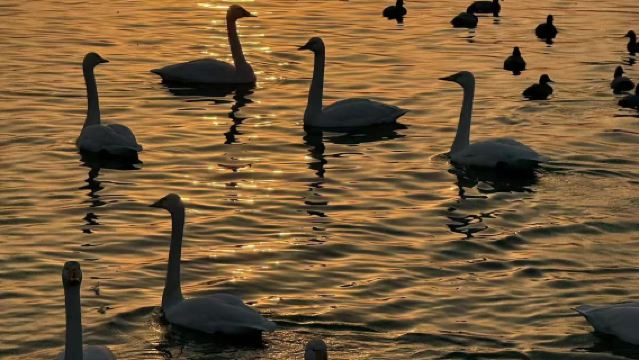 【冬日絮語】三門峽天鵝湖濕地公園+潼關古城一日遊