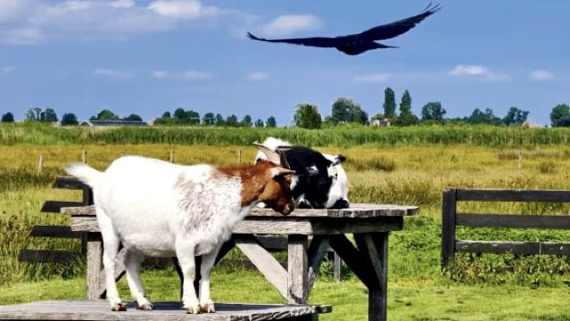 【荷蘭】喜力啤酒博物館+贊瑟斯漢斯+阿姆斯特丹王宮|中文包車