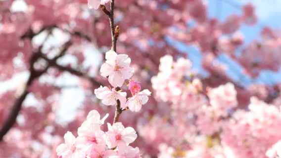 Tokyo Kawazu Sakura Day Tour - Kinomiya Bridge - Funtoyu Park - Night Sakura Viewing | Chinese Small Group