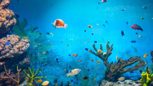 【首爾都市文藝之旅】首爾林+景福宮+星空圖書館+水族館+明洞