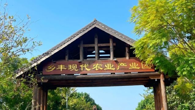 Excursión de un día de tour privado de Guangzhou a Zengcheng: recolección de frutas + experiencia rural