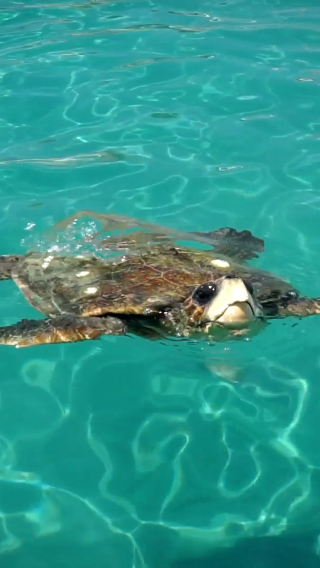 Zakynthos Small-Group Turtle Spotting Boat Tour – Marathonisi, Keri Caves & Cameo Island