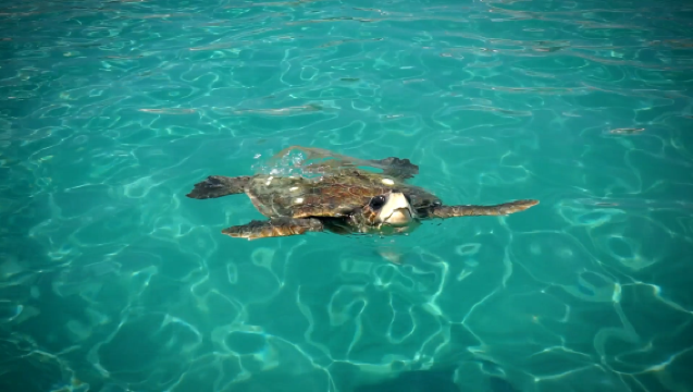 Zakynthos Small-Group Turtle Spotting Boat Tour – Marathonisi, Keri Caves & Cameo Island
