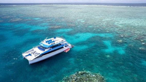 Avistamiento de ballenas en la isla Esmeralda desde Cairns, Australia [incluye ferry de ida y vuelta/oferta estacional]