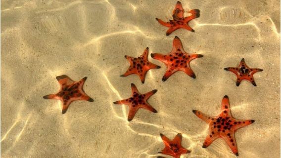 1-day tour of the northern islands in Phu Quoc Island, Vietnam with Starfish Beach/kayaking/original fishing village + lunch