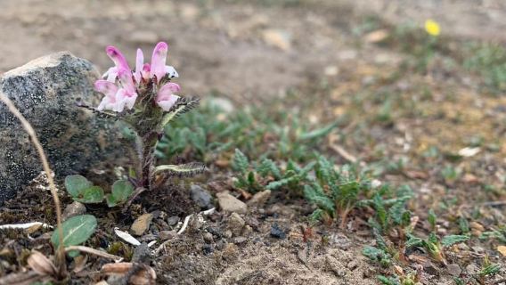 Longyearbyen: Blomsterdalshøgda Guided Hike