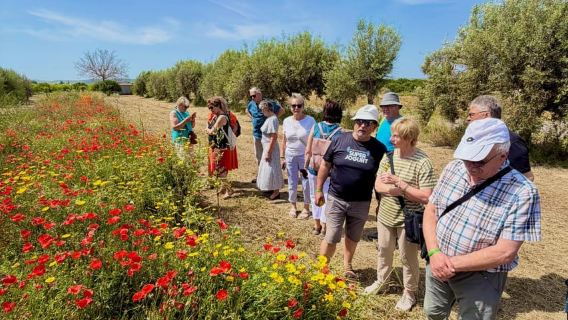Noto: Organic Citrus Tour in Sicily with Food Tasting