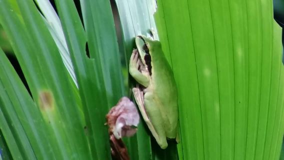 Manuel Antonio: Jungle Night Tour and Buttlerfly Garden